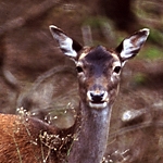 Natur